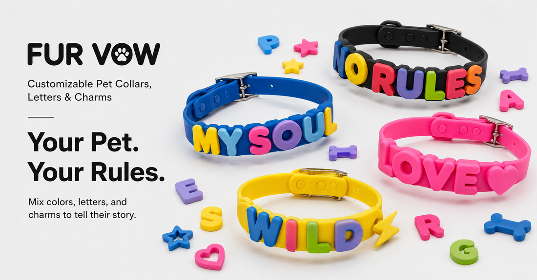 What Should Your Dog’s Collar Say? 25 Ideas Beyond Their Name