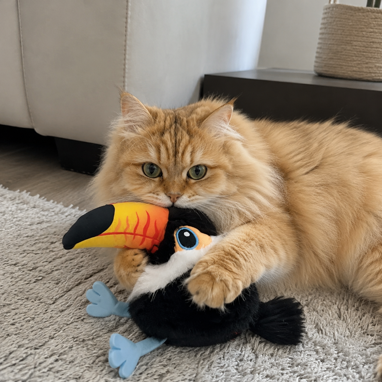 The Little Bird Companion